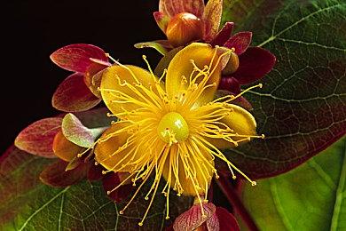 JRPG《遗产传奇》HD复刻版公布 明年推出